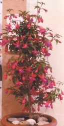 Bodham & Beckham Horticultural Show