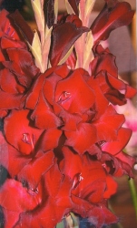 Bodham & Beckham Horticultural Show