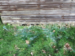 Damage at Bodham Croquet Lawn
