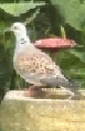 Turtle Dove in Bodham