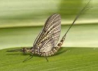 The Mayfly