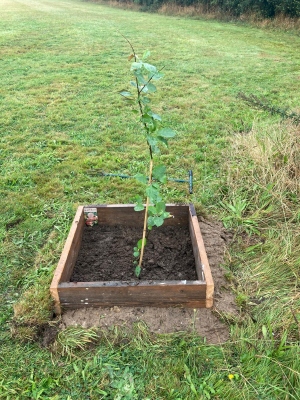 Apple Tree on Bodham Playing Field