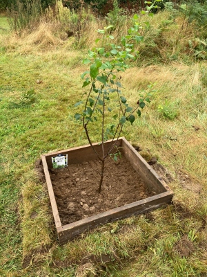 Plum Tree on Bodham Playing Field