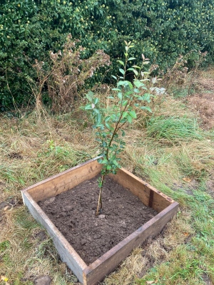 Pear Tree on Bodham Playing Field